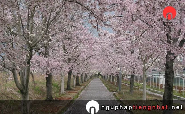 Những địa điểm ngắm hoa anh đào ở yamagata - まほろばの緑道