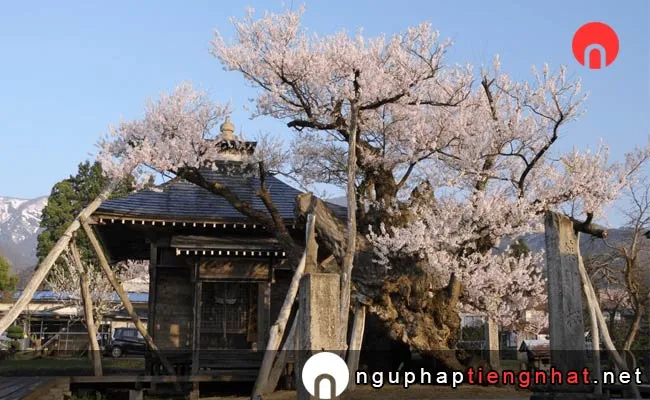 Những địa điểm ngắm hoa anh đào ở yamagata - 薬師ザクラ