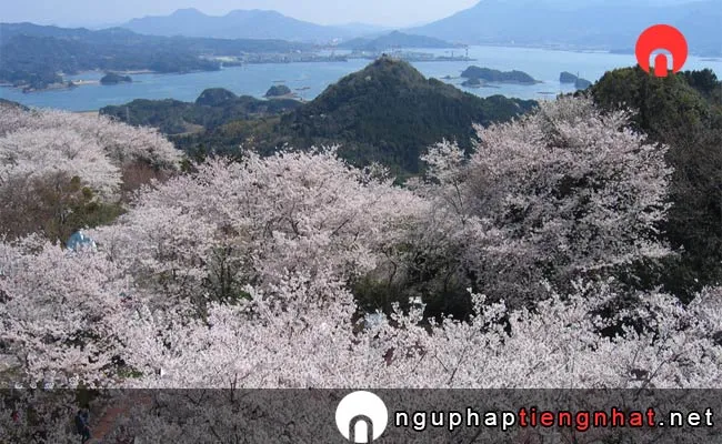 Những địa điểm ngắm hoa anh đào ở yamagata - 大山公園