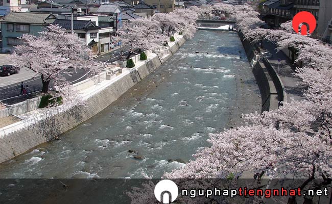 Những địa điểm ngắm hoa anh đào ở yamagata - あつみ温泉 温海川河畔