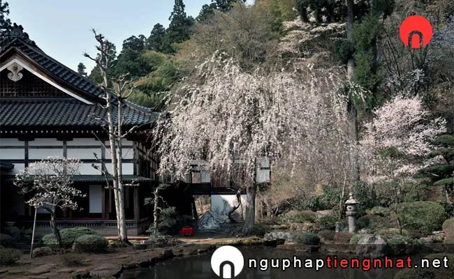 Những địa điểm ngắm hoa anh đào ở yamagata - 玉川寺