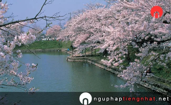 Những địa điểm ngắm hoa anh đào ở yamagata - 最上公園