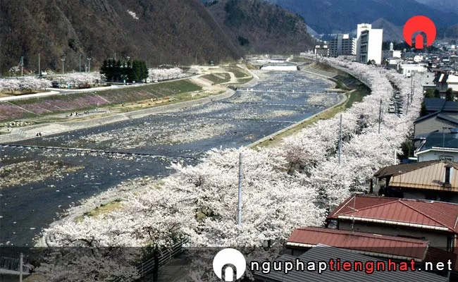 Những địa điểm ngắm hoa anh đào ở yamagata - 馬見ヶ崎さくらライン