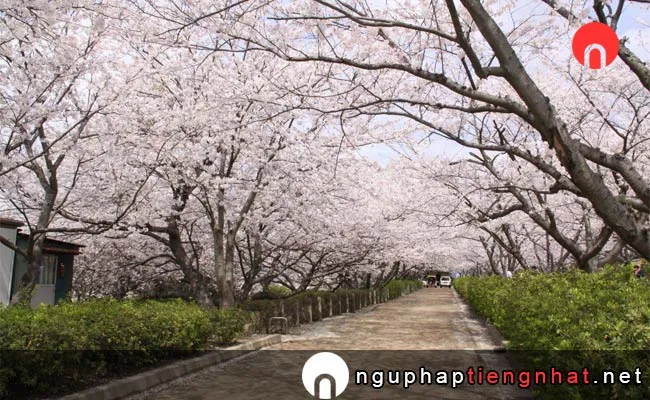 Những địa điểm ngắm hoa anh đào ở yamaguchi - 戦場ヶ原公園