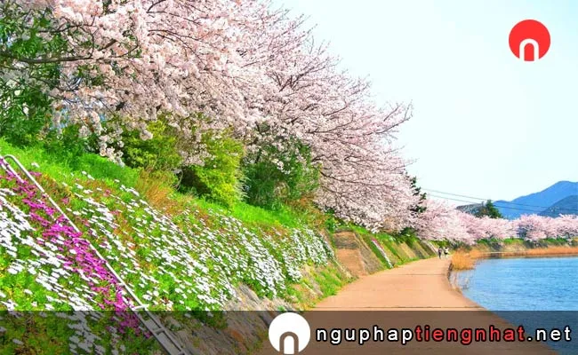 Những địa điểm ngắm hoa anh đào ở yamaguchi - 川島堤