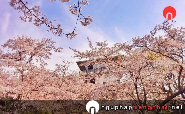 Những địa điểm ngắm hoa anh đào ở yamaguchi - 笠山の桜