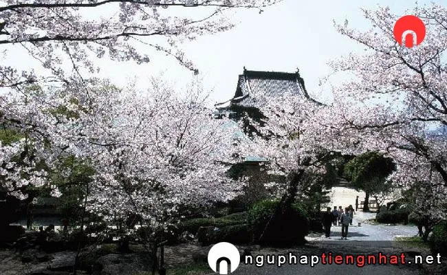Những địa điểm ngắm hoa anh đào ở yamaguchi - 防府天満宮の桜