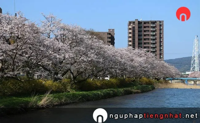Những địa điểm ngắm hoa anh đào ở yamaguchi - 切戸川