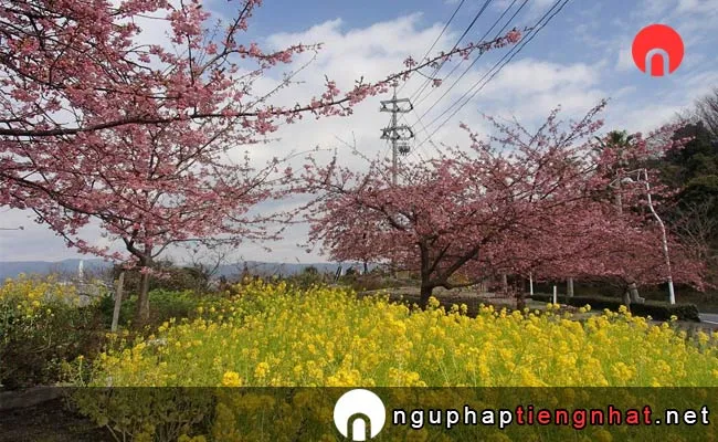 Những địa điểm ngắm hoa anh đào ở yamaguchi - 笠戸島
