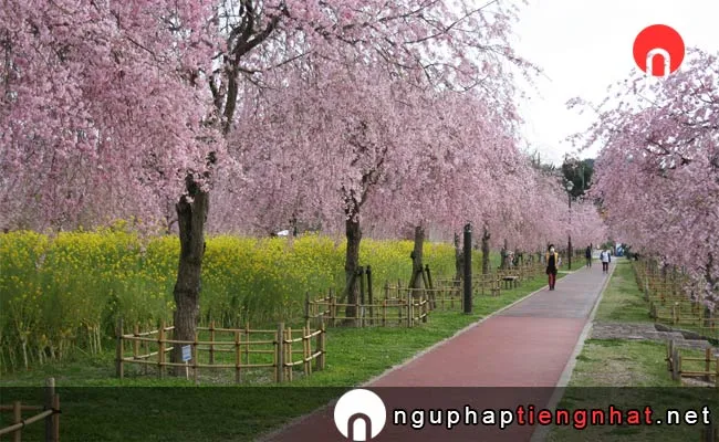 Những địa điểm ngắm hoa anh đào ở yamaguchi - 御所の台ふれあいパーク