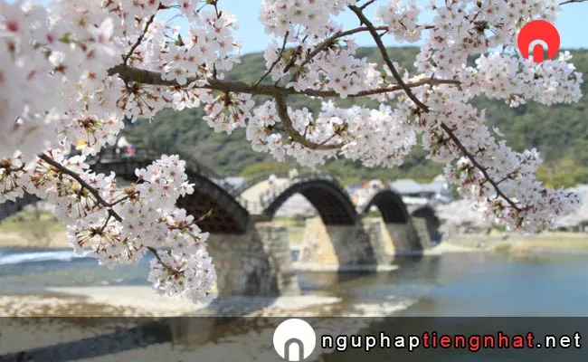 Những địa điểm ngắm hoa anh đào ở yamaguchi - 錦帯橋