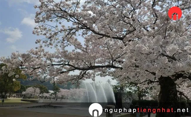 Những địa điểm ngắm hoa anh đào ở yamaguchi - 吉香公園