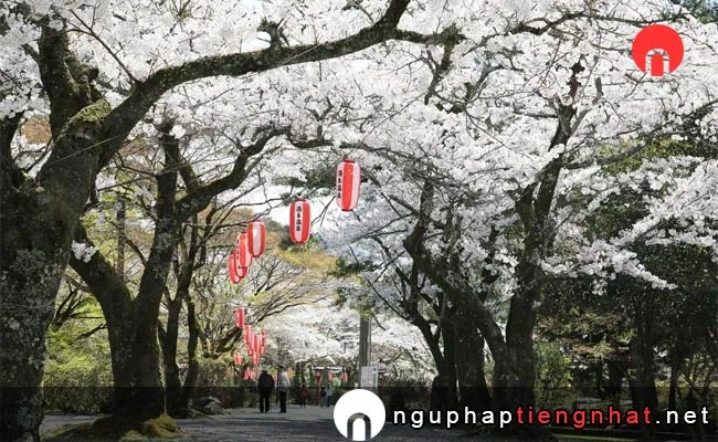 Những địa điểm ngắm hoa anh đào ở yamaguchi - 大寧寺