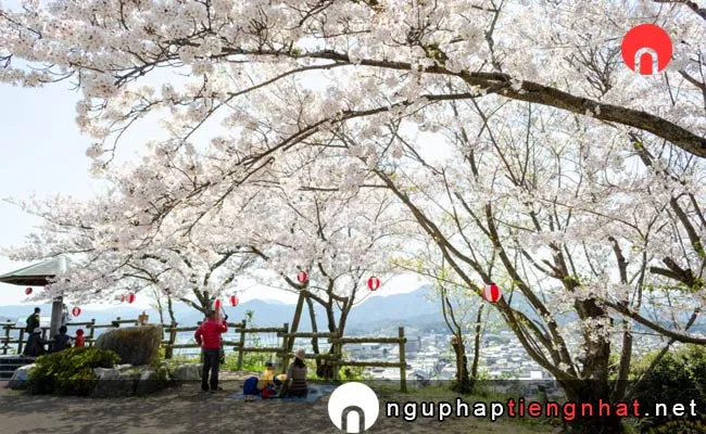 Những địa điểm ngắm hoa anh đào ở yamaguchi - 王子山公園