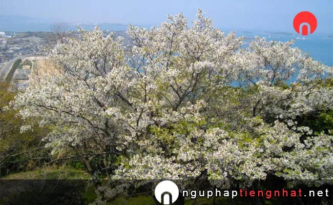 Những địa điểm ngắm hoa anh đào ở yamaguchi - 老の山公園