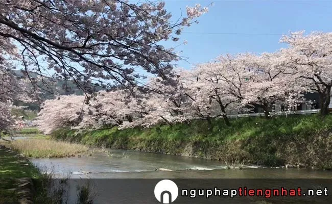 Những địa điểm ngắm hoa anh đào ở yamaguchi - 厚狭川