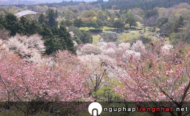 Những địa điểm ngắm hoa anh đào ở yamaguchi - 秋吉台家族旅行村