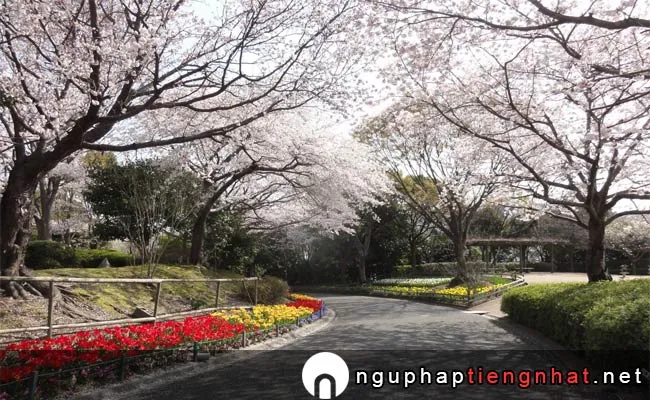 Những địa điểm ngắm hoa anh đào ở yamaguchi - 永源山公園