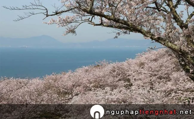 Những địa điểm ngắm hoa anh đào ở yamaguchi - 竜王山公園