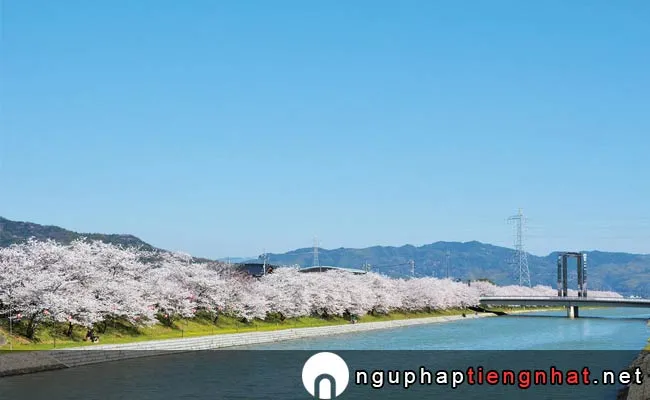 Những địa điểm ngắm hoa anh đào ở yamaguchi - 田布施川