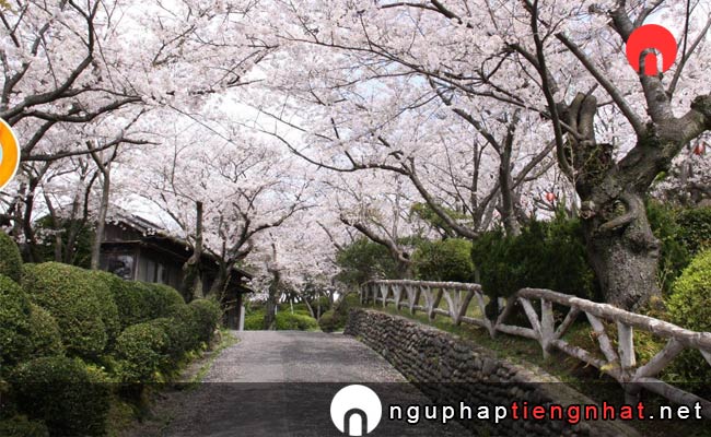 Những địa điểm ngắm hoa anh đào ở yamaguchi - 日和山公園