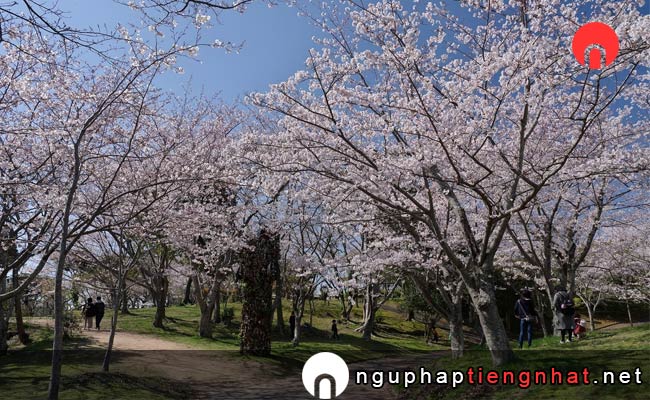 Những địa điểm ngắm hoa anh đào ở yamaguchi - ときわ公園