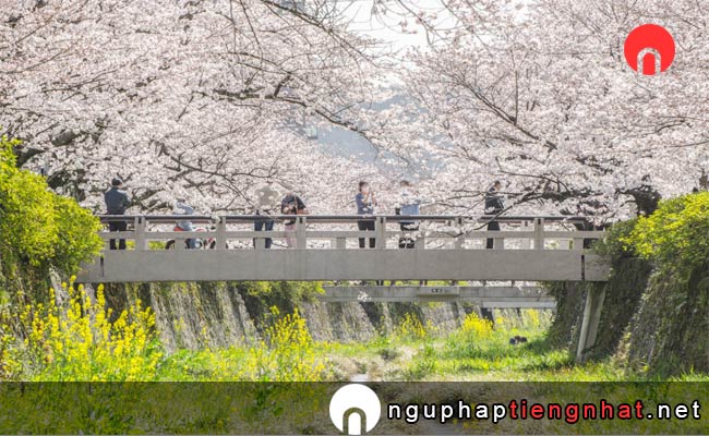 Những địa điểm ngắm hoa anh đào ở yamaguchi - 一の坂川