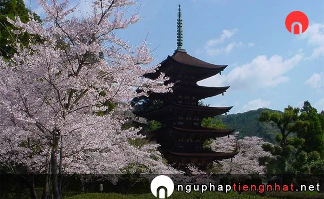 Những địa điểm ngắm hoa anh đào ở yamaguchi - 香山公園
