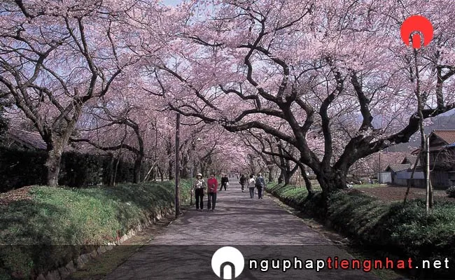 Những địa điểm ngắm hoa anh đào ở yamaguchi - 徳佐八幡宮
