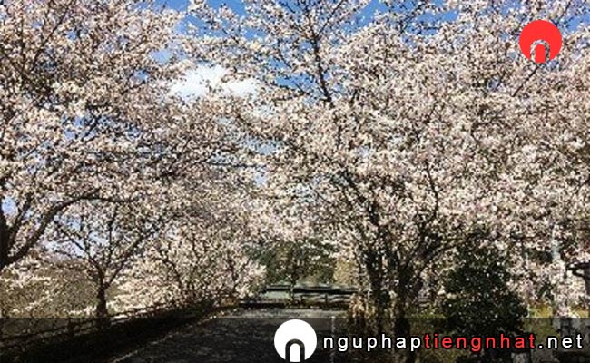 Những địa điểm ngắm hoa anh đào ở yamaguchi - 大原湖