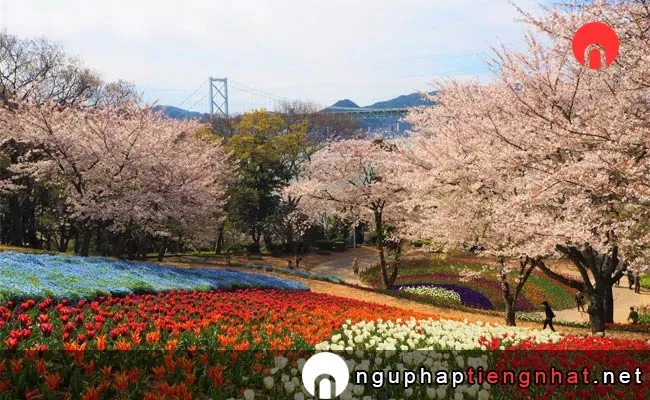 Những địa điểm ngắm hoa anh đào ở yamaguchi - 火の山公園
