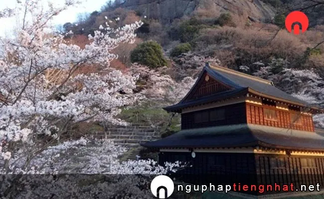 Những địa điểm ngắm hoa anh đào ở yamanashi - 能代公園