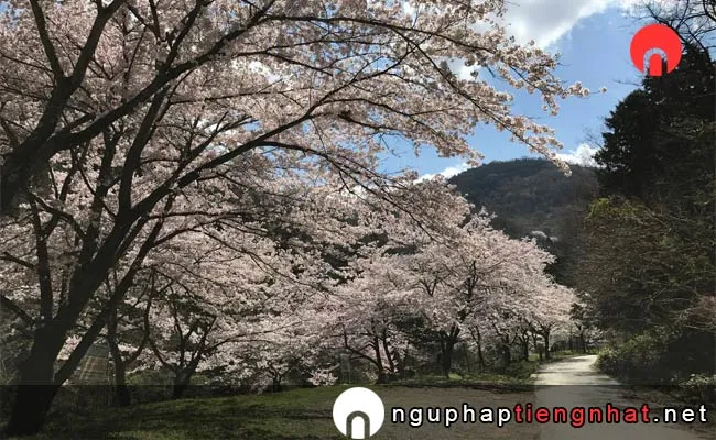 Những địa điểm ngắm hoa anh đào ở yamanashi - 山の神千本桜