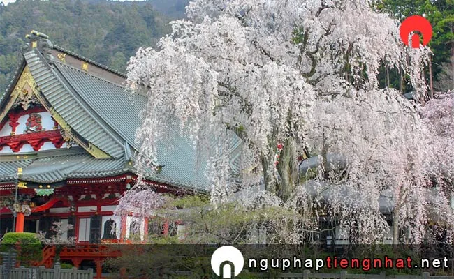 Những địa điểm ngắm hoa anh đào ở yamanashi - 延山久遠寺