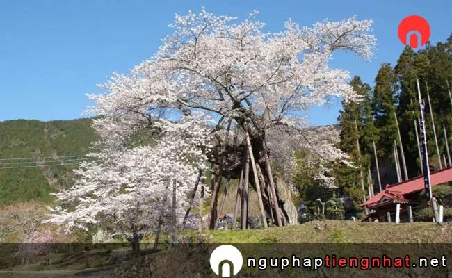 Những địa điểm ngắm hoa anh đào ở yamanashi - 勢至公園