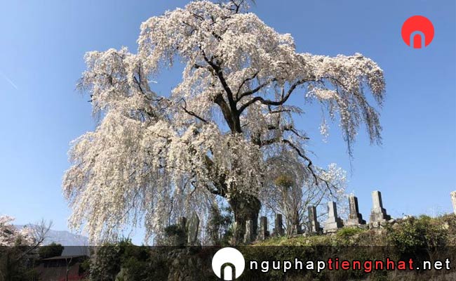 Những địa điểm ngắm hoa anh đào ở yamanashi - 原間のイトザクラ