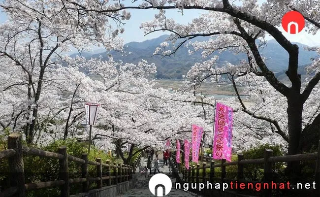 Những địa điểm ngắm hoa anh đào ở yamanashi - 大法師公園