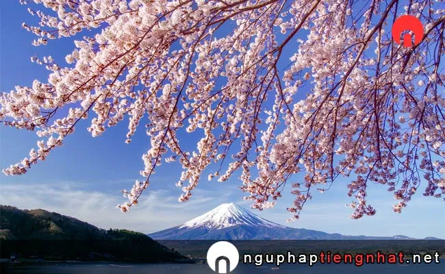 Những địa điểm ngắm hoa anh đào ở yamanashi - 河口湖畔