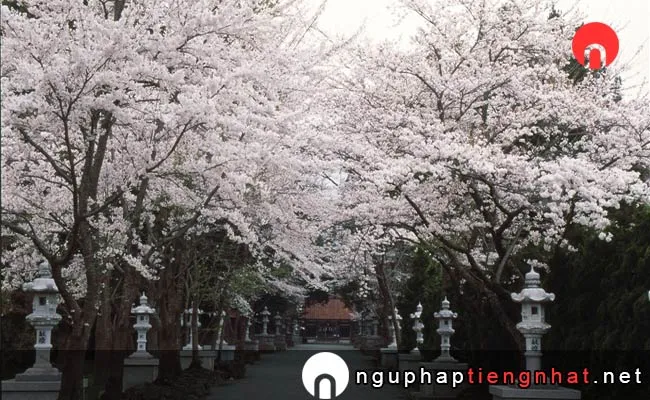 Những địa điểm ngắm hoa anh đào ở yamanashi - 冨士御室浅間神社