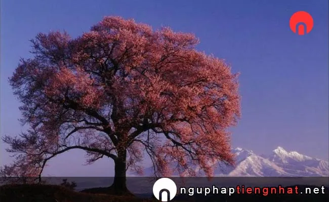 Những địa điểm ngắm hoa anh đào ở yamanashi - わに塚の桜