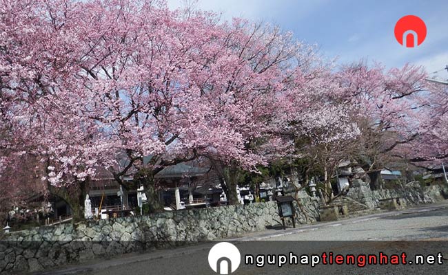 Những địa điểm ngắm hoa anh đào ở yamanashi - 妙了寺