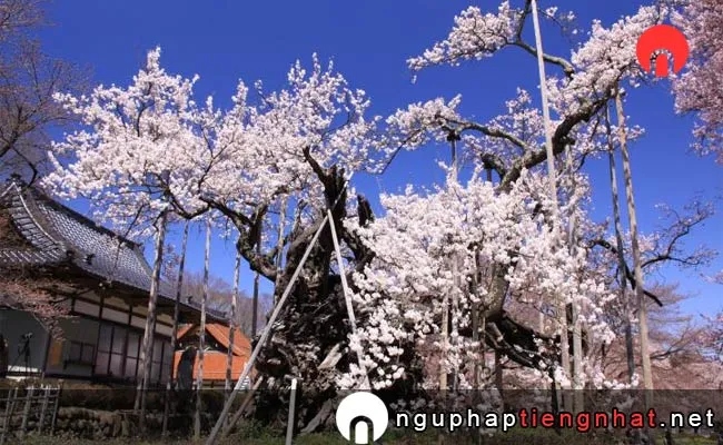 Những địa điểm ngắm hoa anh đào ở yamanashi - 山高神代