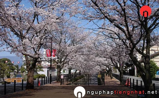Những địa điểm ngắm hoa anh đào ở yamanashi - さくら温泉通り