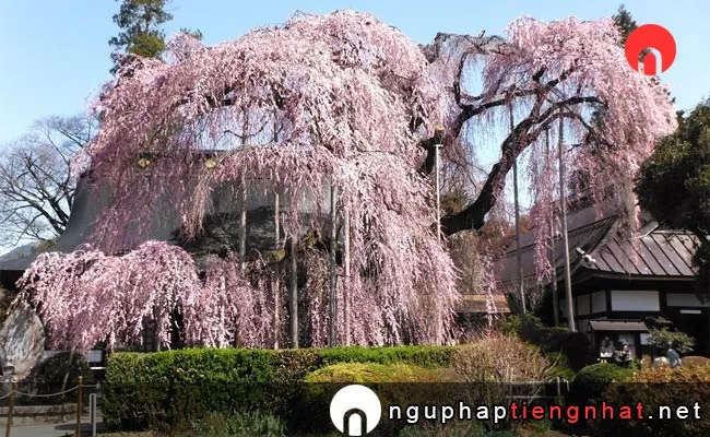 Những địa điểm ngắm hoa anh đào ở yamanashi - 慈雲寺