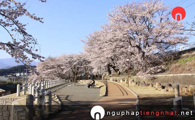 Những địa điểm ngắm hoa anh đào ở yamanashi - 甚六桜