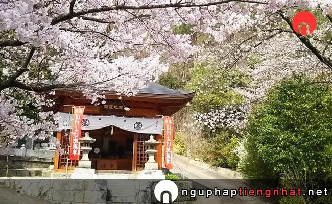 Những địa điểm ngắm hoa anh đào ở yamanashi - 大善寺