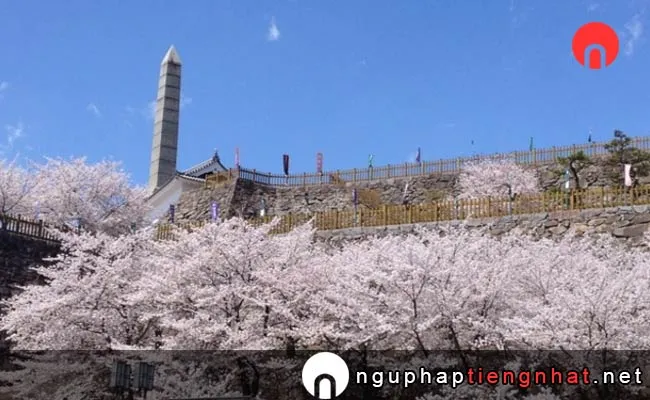 Những địa điểm ngắm hoa anh đào ở yamanashi - 舞鶴城公園