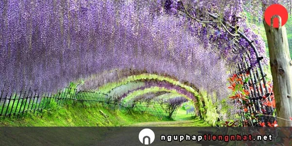Ngữ pháp ～あいだ