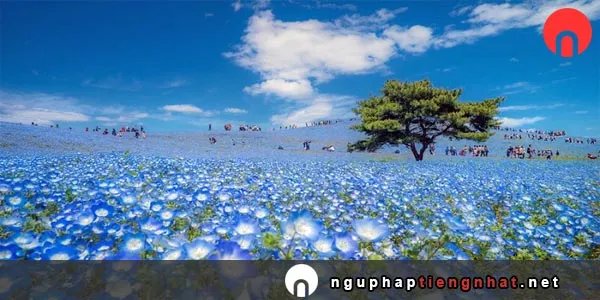 Ngữ pháp ～ところで、～ところが