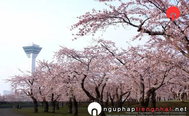 Những địa điểm ngắm hoa anh đào ở Nhật, Du lịch Hokkaido